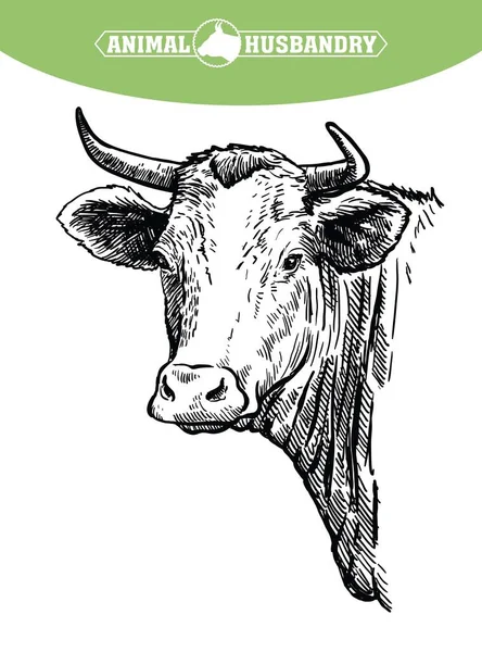 Viehzucht. Kopf eines texanischen Langhorns. Vektor-Skizze auf weißem Hintergrund — Stockvektor
