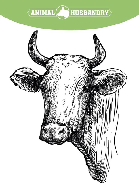 Разведение скота. глава техасского лонгхорна. векторный эскиз на белом фоне — стоковый вектор