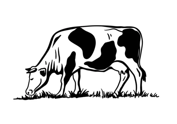 가축을 기르는 일. 방목하는 소의 실루엣. 흰색 배경에 분리되어 있는 벡터 삽화 — 스톡 벡터