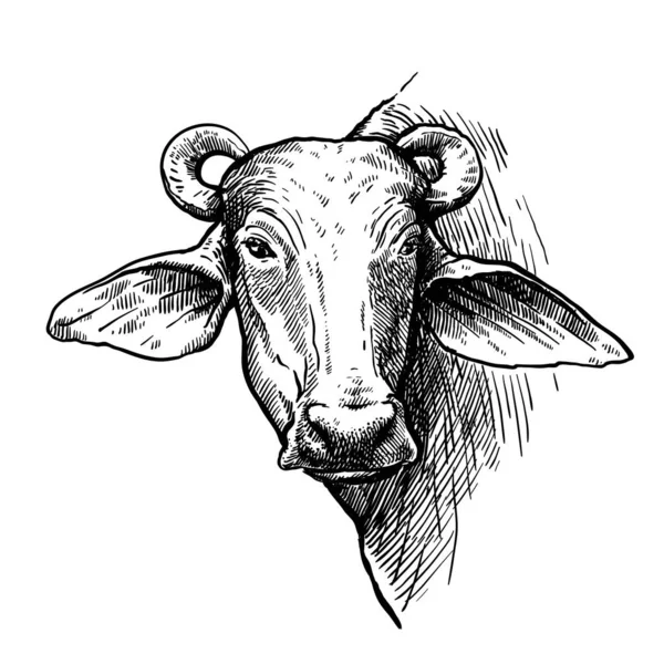 Reproducción de ganado. cabeza de un búfalo de agua. croquis vectoriales sobre fondo blanco — Vector de stock