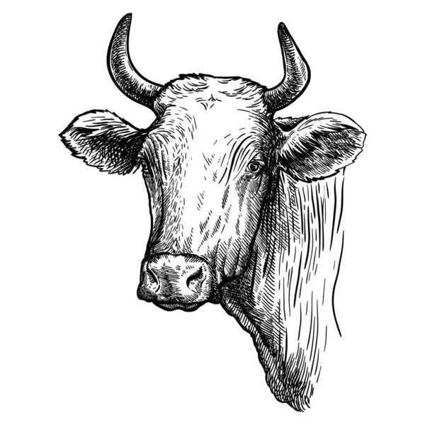 Membiakkan ternak. kepala sebuah longhorn Texas. sketsa vektor di latar belakang putih - Stok Vektor