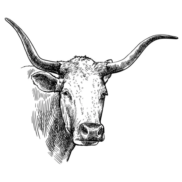 Εκτρέφω βοοειδή. Επικεφαλής ενός Texas longhorn. διανυσματικό σκίτσο σε λευκό φόντο — Διανυσματικό Αρχείο