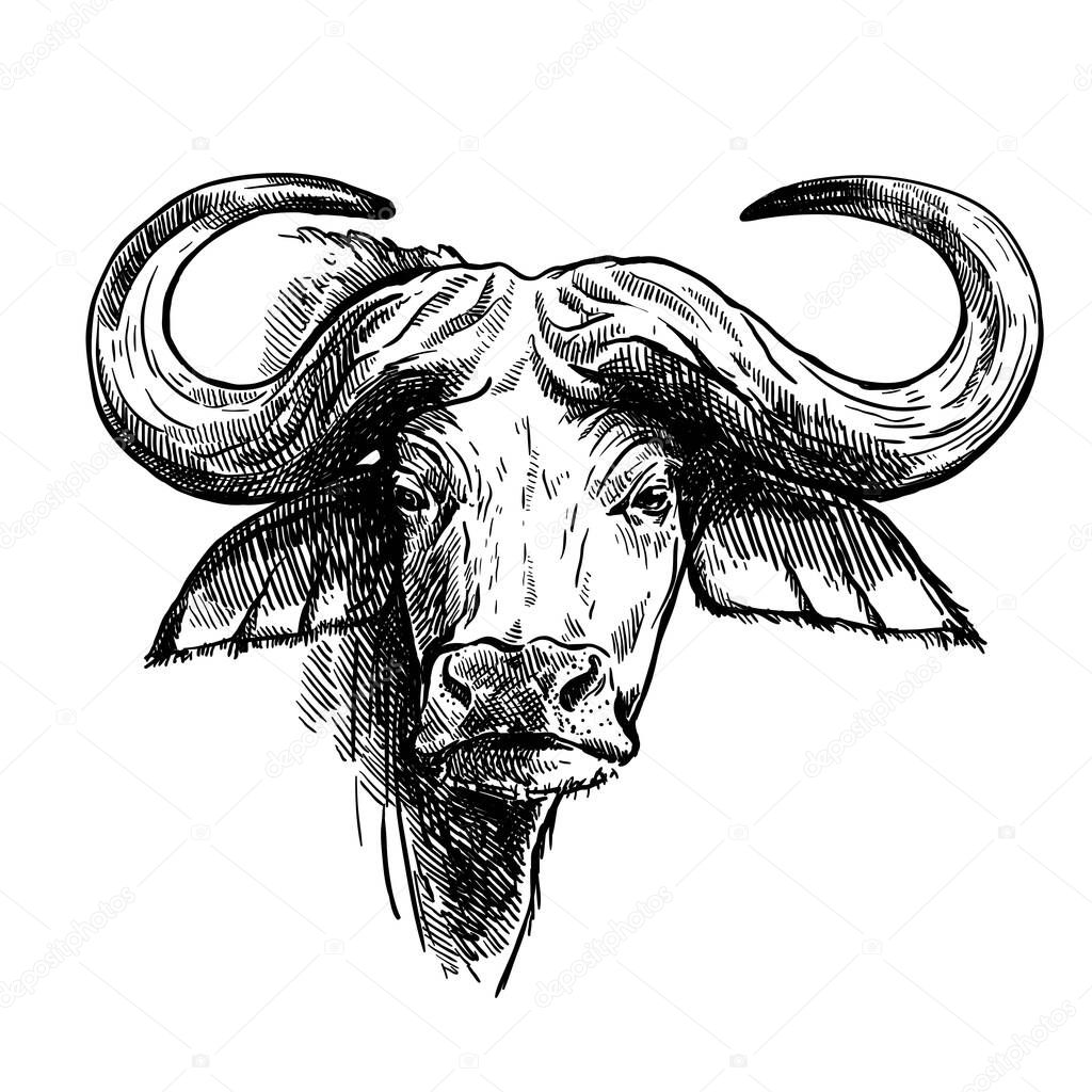Breeding cattle. head of a Afrikan Buffalo. vector sketch on white background