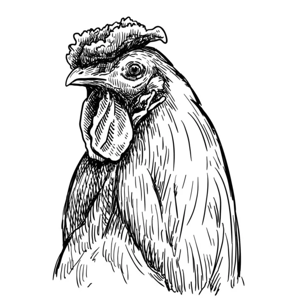 Pembiakan ayam. peternakan hewan ternak. ternak. sketsa vektor pada warna putih - Stok Vektor