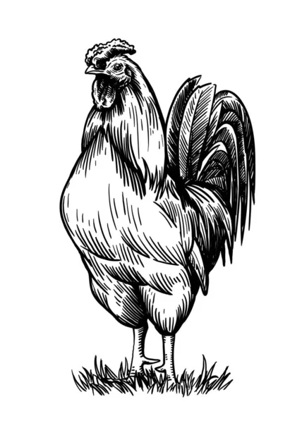 Élevage de poulet. élevage d'animaux. le bétail. croquis vectoriel sur un blanc — Image vectorielle