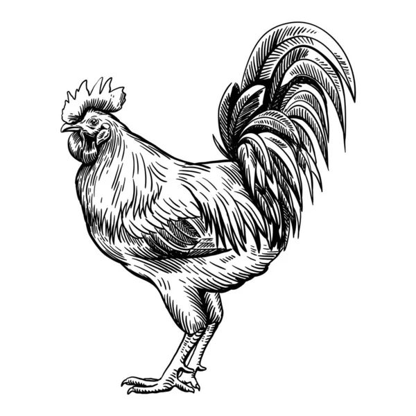 Cría de pollo. cría de animales. ganado. bosquejo vectorial en un blanco — Archivo Imágenes Vectoriales