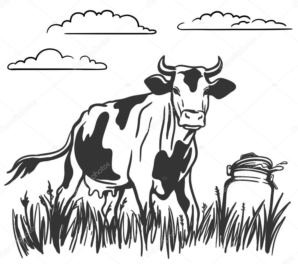 cattle grazing. silhouette of a cow grazing in the meadow. can of fresh steam. milk stands on the grass