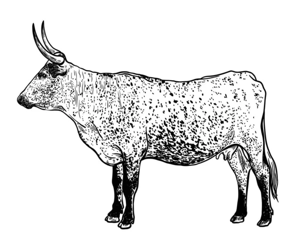 Reproducción de ganado. silueta de una vaca pastando. ilustración vectorial aislada sobre fondo blanco — Archivo Imágenes Vectoriales