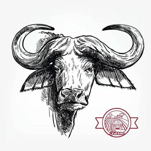 Breeding cattle. head of a Afrikan Buffalo. vector sketch on white background — Stock Vector