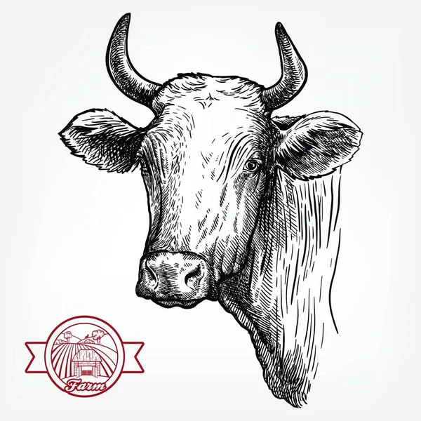 Sığır yetiştiriyor. Texas Longhorn 'un başı. Beyaz arkaplanda vektör çizimi — Stok Vektör