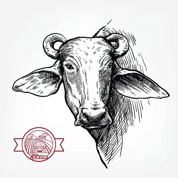 牛の飼育。水牛の頭だ。白い背景のベクトルスケッチ — ストックベクタ