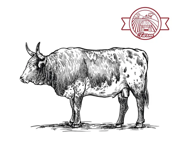 Разведение скота. Американский бык. векторный эскиз на белом фоне — стоковый вектор
