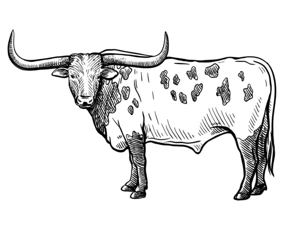 A criar gado. silhueta de uma vaca que pastoreia. ilustração vetorial isolada sobre fundo branco — Vetor de Stock