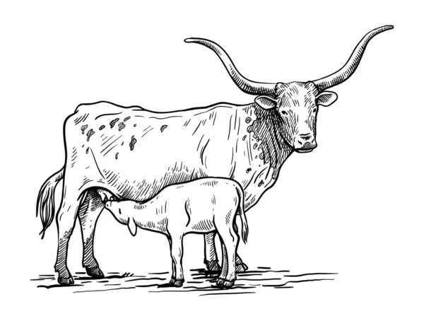 A criar gado. silhueta de uma vaca de Texas de pastoreio e bezerro. ilustração vetorial isolada sobre fundo branco —  Vetores de Stock