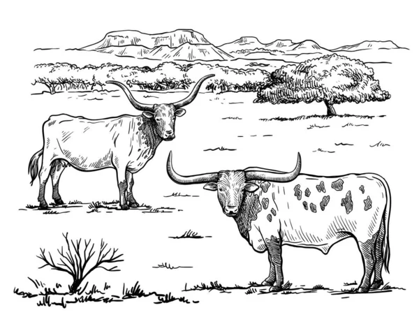 Reproducción de ganado. silueta de una vaca pastando. ilustración vectorial aislada sobre fondo blanco — Vector de stock