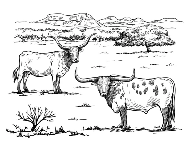 가축을 기르는 일. 방목하는 소의 실루엣. 흰색 배경에 분리되어 있는 벡터 삽화 로열티 프리 스톡 일러스트레이션