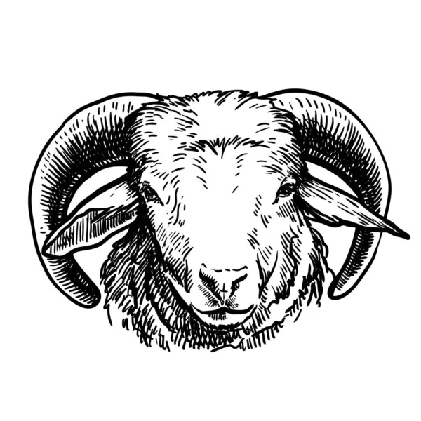Allevamento di bovini. testa di pecora. schizzo vettoriale su sfondo bianco — Vettoriale Stock