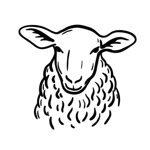 Вирощування худоби. голова вівці. векторний ескіз на білому фоні — стоковий вектор