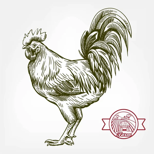 Chicken breeding. animal husbandry. livestock. vector sketch on a white — Stock Vector