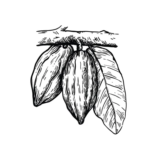 ココア豆のイラスト。hocolate cocoa beans.白い背景のベクトルスケッチ — ストックベクタ