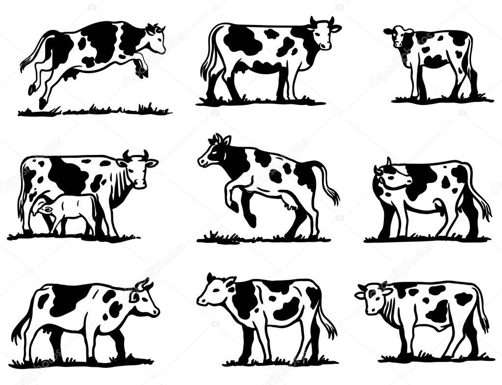 breeding cow. animal husbandry. sketches on a grey background