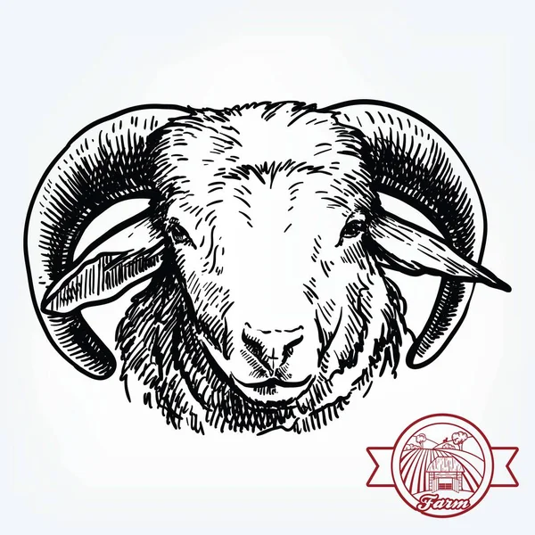 A criar gado. cabeça de uma ovelha. esboço vetorial no fundo branco — Vetor de Stock