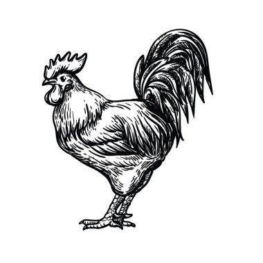 Tavuk yetiştiriciliği. Hayvan yetiştiriciliği. Çiftlik hayvanları. Beyaz arkaplanda vektör çizimi