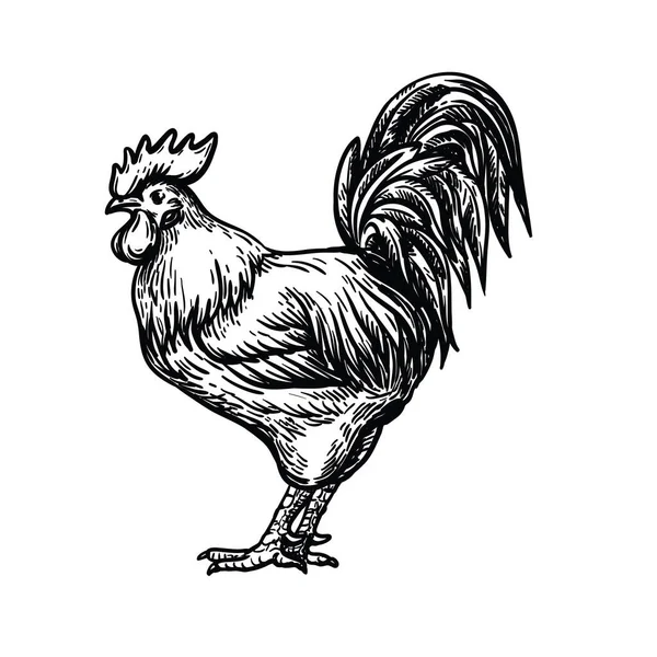 Tavuk yetiştiriciliği. Hayvan yetiştiriciliği. Çiftlik hayvanları. Beyaz arkaplanda vektör çizimi