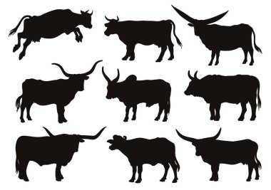 Tavuk yetiştiriciliği. Hayvan yetiştiriciliği. Çiftlik hayvanları. Beyaz arkaplanda vektör çizimi