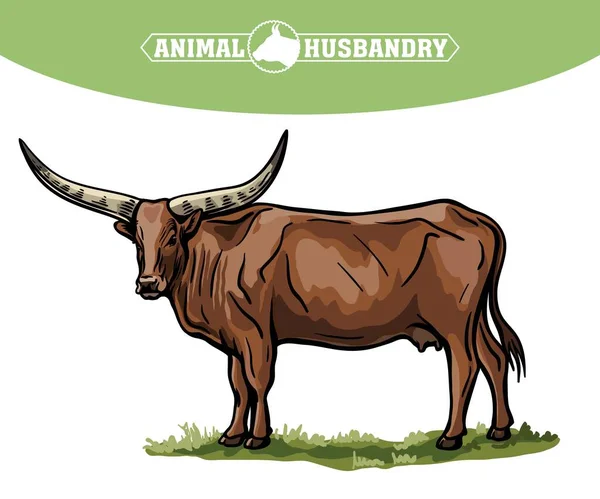 Reproducción de ganado. vaca pastando. ilustración vectorial aislada sobre fondo blanco — Vector de stock