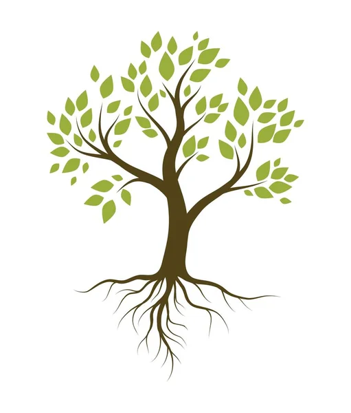 緑の葉と根系の木。白い背景に独立したカラーベクトル図 — ストックベクタ