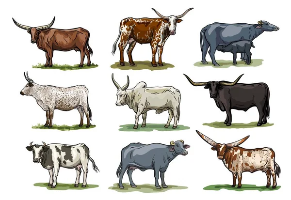 Vache reproductrice. élevage d'animaux. illustrations en couleur sur fond blanc — Image vectorielle