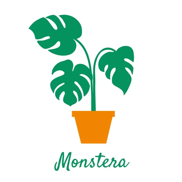 Plante d'intérieur. monstera dans un pot de fleurs. illustration vectorielle couleur — Image vectorielle