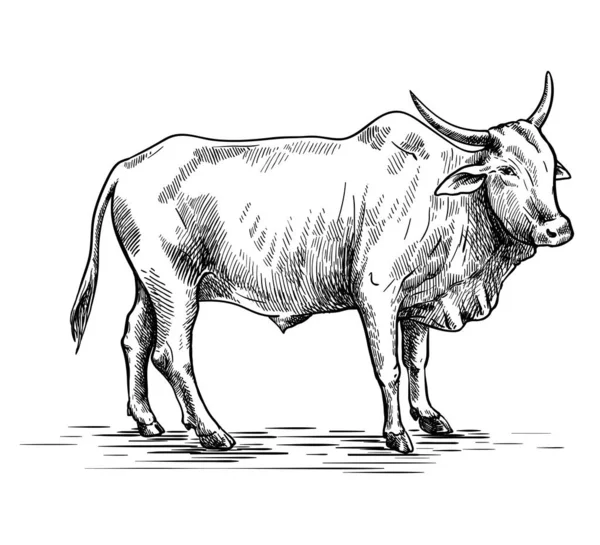 Chov krav. chov zvířat. Dobytek. vektorový náčrt na bílém pozadí — Stockový vektor