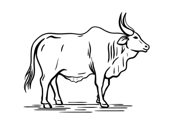 Cría de vacas. cría de animales. ganado. boceto vectorial sobre un fondo blanco — Archivo Imágenes Vectoriales