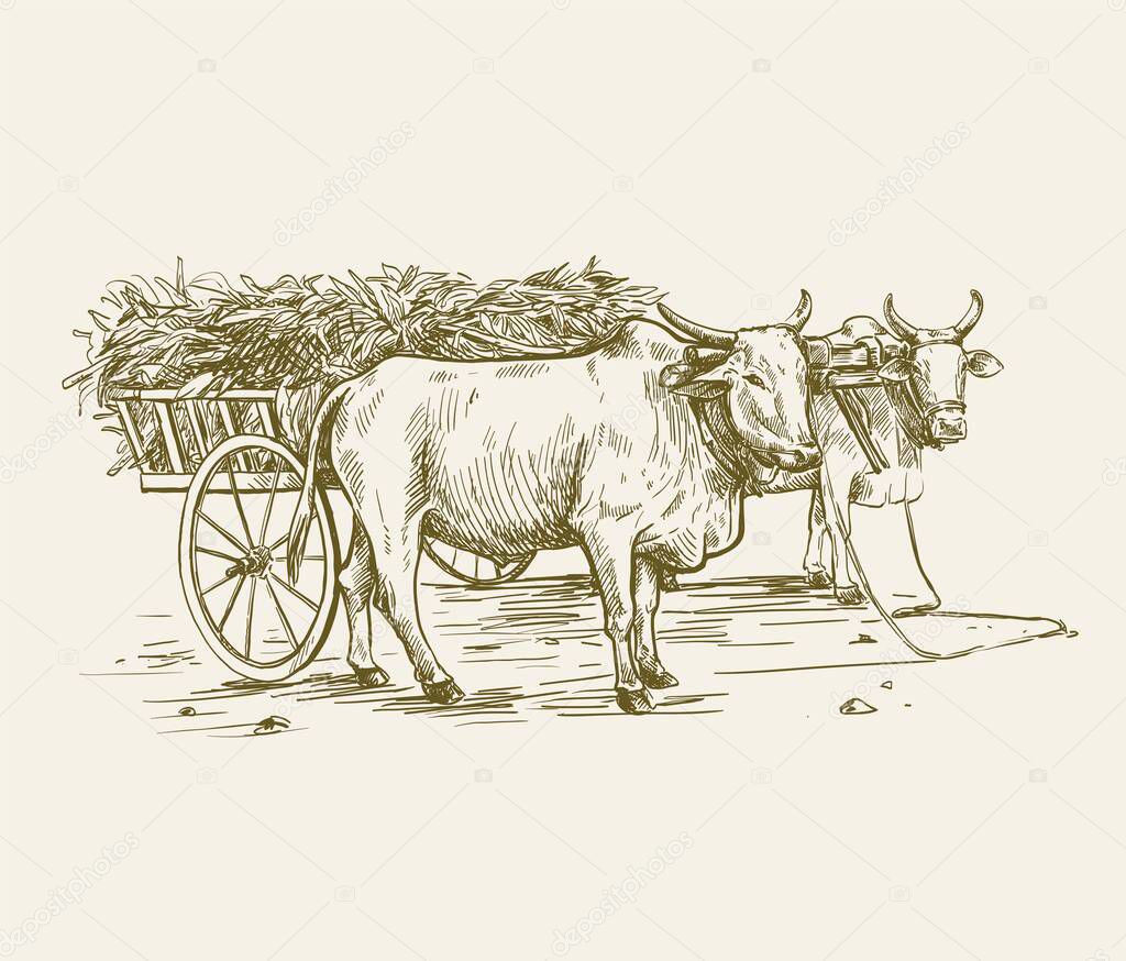cow breeding. animal husbandry. livestock. vector sketch on a grey background