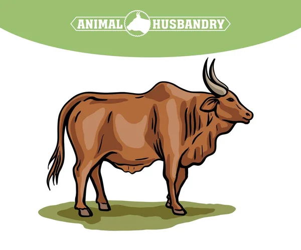Cow breeding. animal husbandry. livestock. vector sketch on a white background — Stock Vector