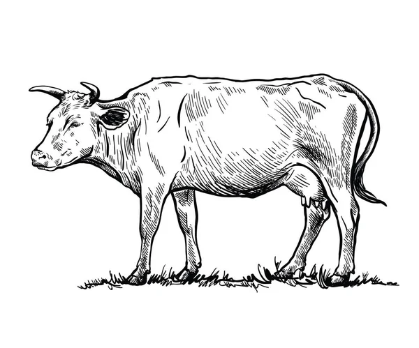 Schwarz-weiße Zeichnung einer Kuh — Stockvektor