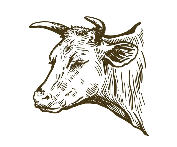 Desenho preto e branco de uma cabeça de vaca —  Vetores de Stock