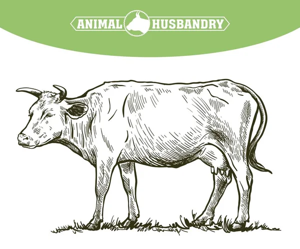 Dibujo blanco y negro de una vaca — Archivo Imágenes Vectoriales