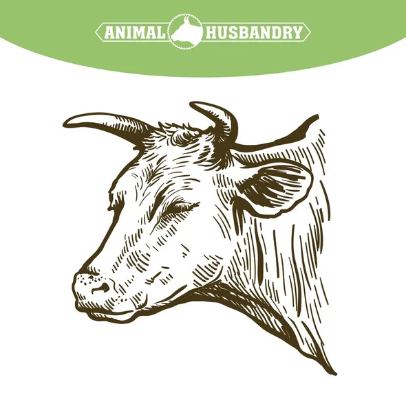 Black and white drawing of a cow head — Stock Vector