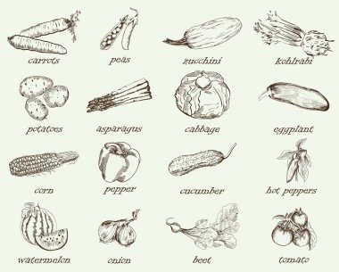 sebzeler elle çizilmiş vektör