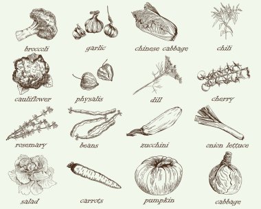 sebzeler elle çizilmiş vektör