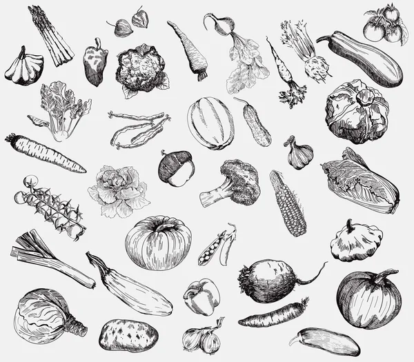 Vegetables vector hand drawn — Stock Illustration Vegetables vector hand drawn Vector Graphics