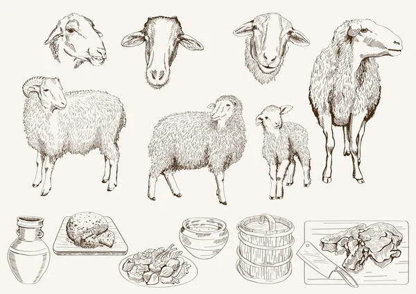 Schapen fokken — Stockvector