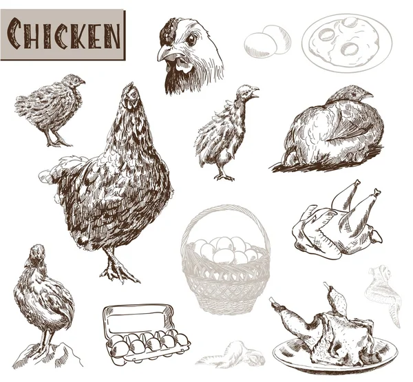 Kurczak, hodowla — Wektor stockowy