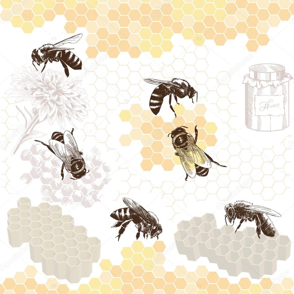 Honeybees on a comb