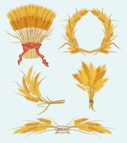 Wheat ears — Stock Vector