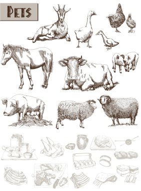 çiftlik hayvanları