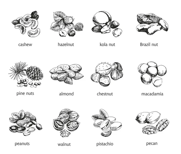 Douze sortes de noix — Image vectorielle